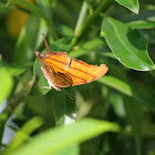 Rudy Daggerwing