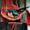 Humming bird
