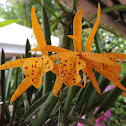 Orquidea