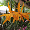 Orquidea