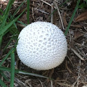 Common puffball