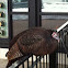 Wild Turkey