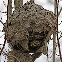 Hornet nest
