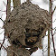 Hornet nest
