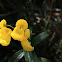 Flores Páramo