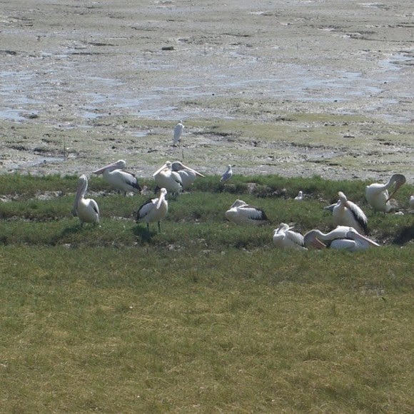 Spotting Image 1