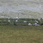 Australian Pelican