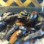 Madagascar Hissing Cockroach