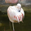 Chilean flamingo