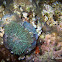 Corallimorph Decorator Crab