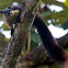 Malayan Giant Squirrel