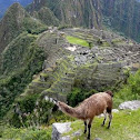 Llama