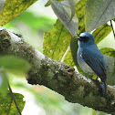 Indigo Flycatcher