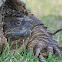 Snapping Turtle