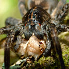 Wolf spider