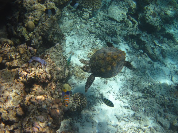 Spotting Image 1