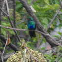 Hummingbird