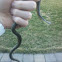 Garter Snake