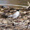 Little Tern; Charrancito