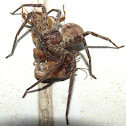 Brown Huntsman Spider