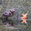 The purple sea star, also called Pisaster ochraceus