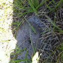 Antpile