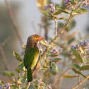 Brown-headed Barbet