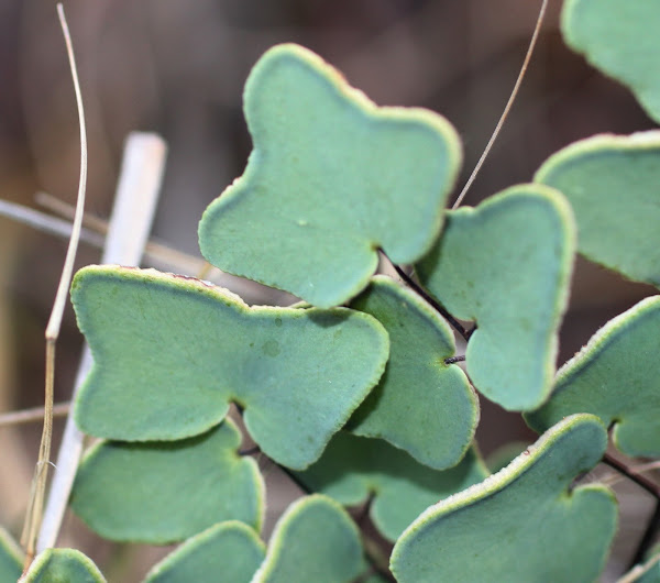 Arrowhead Fern, Hard Fern | Project Noah