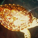 Hawksbill Turtle