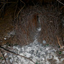 Great Bower bird nest