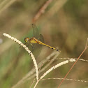 Dragon fly