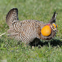 Greater Prairie Chicken