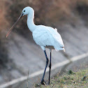 Eurasian Spoonbill