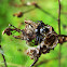 Crab Spider