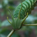Plain Nawab Caterpillar
