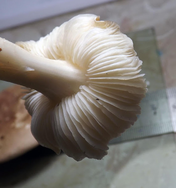 Butter Cap Mushroom Project Noah