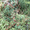 Wild Blackberry