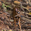 Mouse Deer