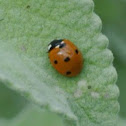 Seven-spotted Ladybug