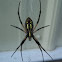 Black and Yellow Argiope