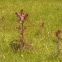 Thistle