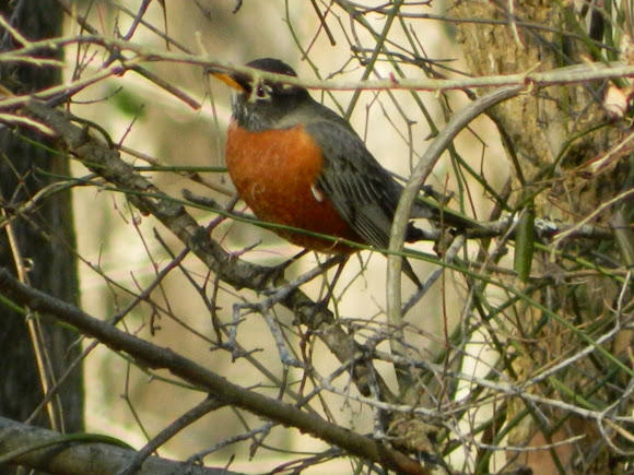 Spotting Image 1