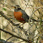 American Robin