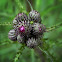 Great Marsh Thistle