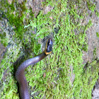 Ring-necked snake