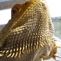Central Bearded Dragon