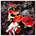 russula