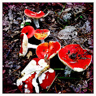 russula