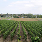 Common Grape Vine