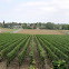 Common Grape Vine